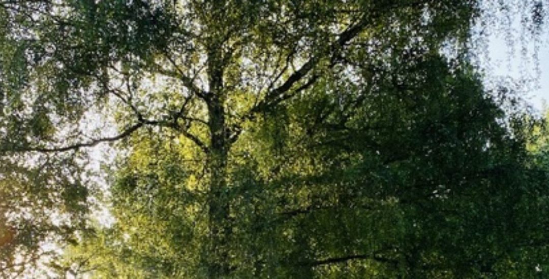 Sympaticus en parasympaticus in balans